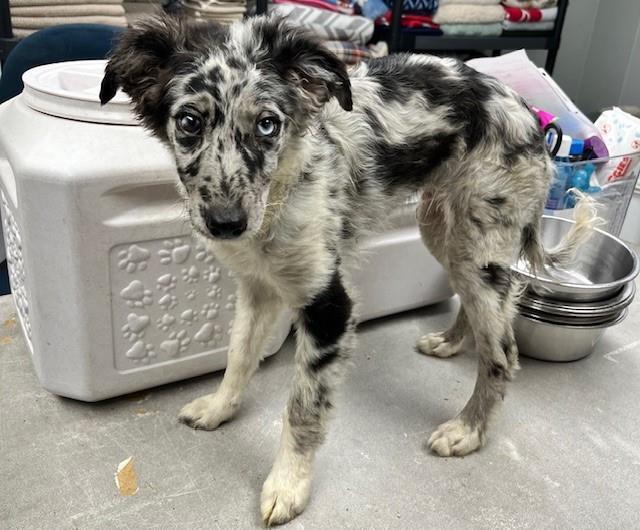 Kevin James Rosecliffe #25-094: Male Dog