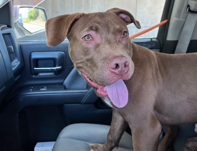 Kilo #25-092: Male Dog